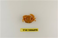 藏品(圓額尖指蟹)的圖片